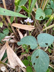 Calopogonium mucunoides
