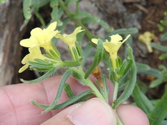 Lithospermum cobrense