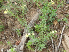 Lithospermum cobrense