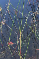 Juncus militaris