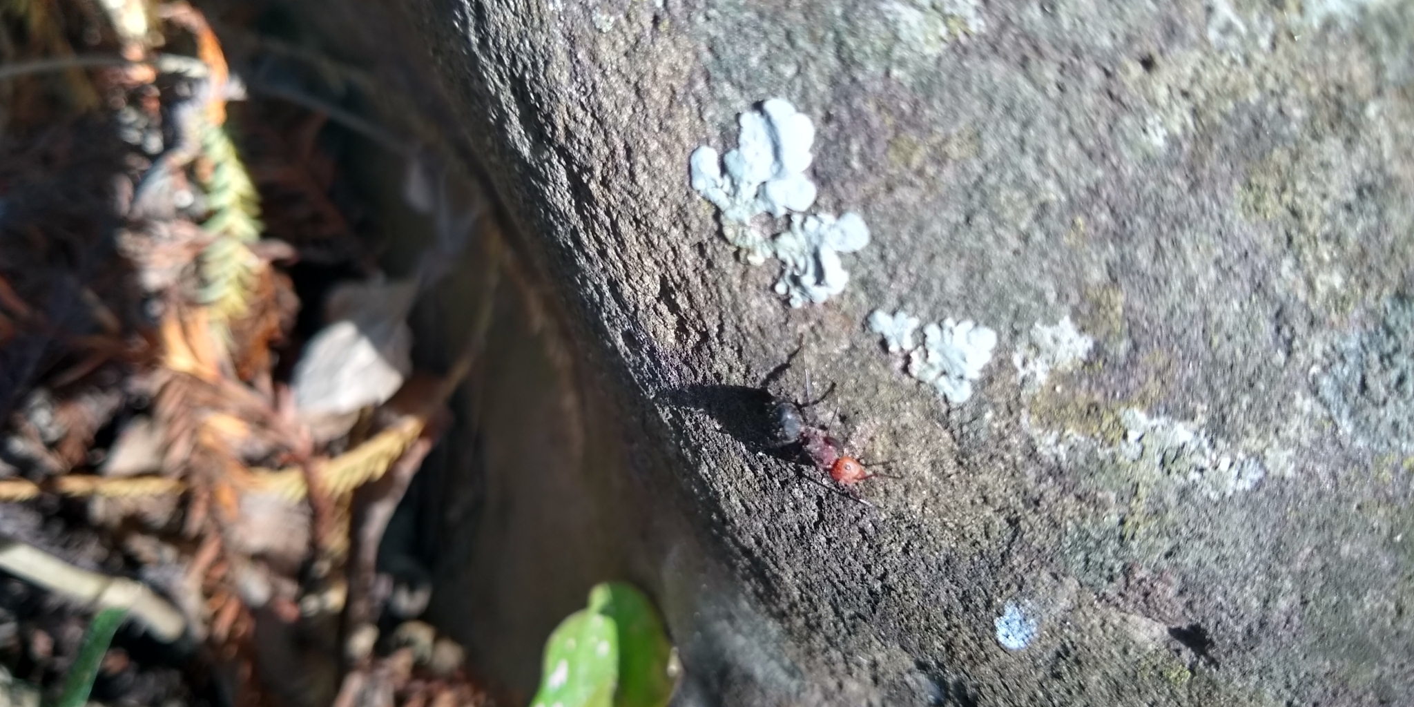 Camponotus rectangularis