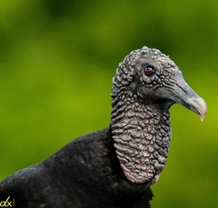 Coragyps atratus