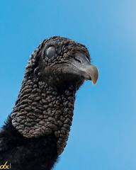 Coragyps atratus