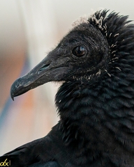 Coragyps atratus