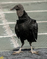 Coragyps atratus