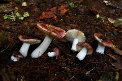Russula murrillii