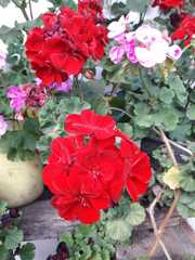 Pelargonium × hybridum