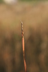 Eleocharis robbinsii