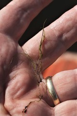 Najas gracillima