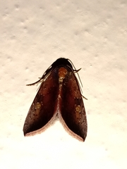 Micrathetis canifimbria