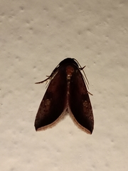 Micrathetis canifimbria