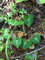 Asarum marmoratum