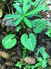 Asarum marmoratum