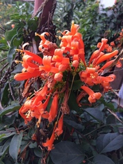 Pyrostegia