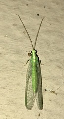 Chrysoperla argentina