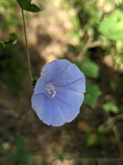 Jacquemontia pringlei