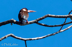 Galbalcyrhynchus leucotis