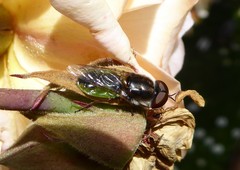 Odontomyia fulviceps