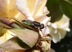 Odontomyia fulviceps