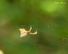 Uloborus campestratus