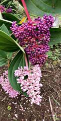 Medinilla speciosa