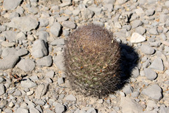 Echinomastus unguispinus