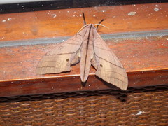 Marumba cristata