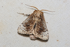 Mecytha fasciata