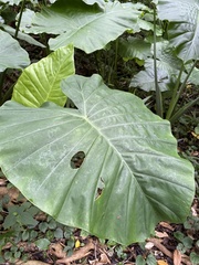 Alocasia odora