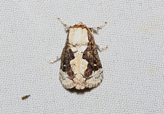 Mecytha fasciata