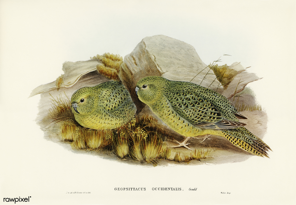 Night Parrot