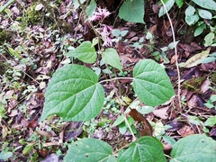 Peteravenia schultzii