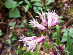 Peteravenia schultzii