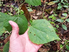 Peteravenia schultzii