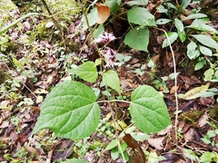 Peteravenia schultzii