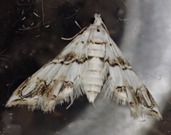 Oxyelophila callista