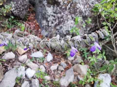 Salvia urolepis