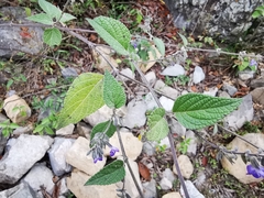 Salvia urolepis