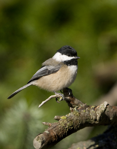 Black-capped Chickadee (Parus atricapillus) · iNaturalist