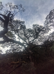Tsuga chinensis