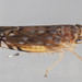 Scaphoideus cylindratus - Photo (c) solomon v. hendrix, some rights reserved (CC BY-NC), uploaded by solomon v. hendrix