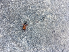 Camponotus americanus