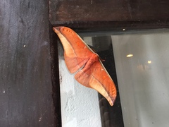 Antheraea formosana