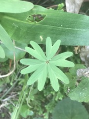 Oxalis decaphylla