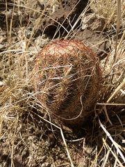 Echinomastus intertextus