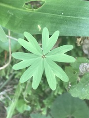 Oxalis decaphylla