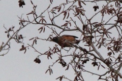 Turdus migratorius