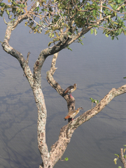 Alopochen aegyptiaca