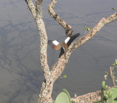 Alopochen aegyptiaca