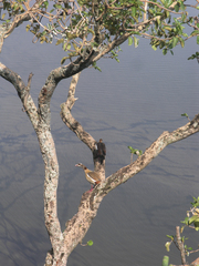 Alopochen aegyptiaca